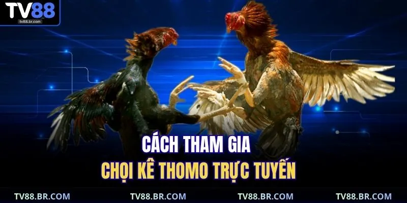 Đá Gà Thomo TV88 | Tuyệt Kỹ Soi Kèo Chuẩn Xác 2025 4 Cách tham gia chọi kê Thomo trực tuyến