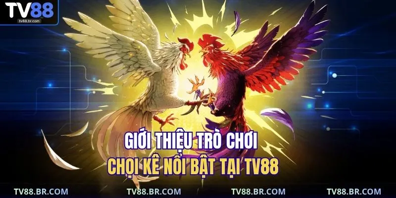 Đá gà TV88 1 Giới thiệu trò chơi chọi kê nổi bật tại TV88