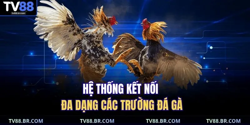 Đá gà TV88 3 Hệ thống kết nối đa dạng các trường đá gà
