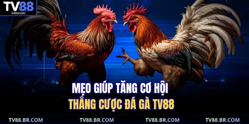 Đá gà TV88 4 Mẹo giúp tăng cơ hội thắng cược đá gà TV88
