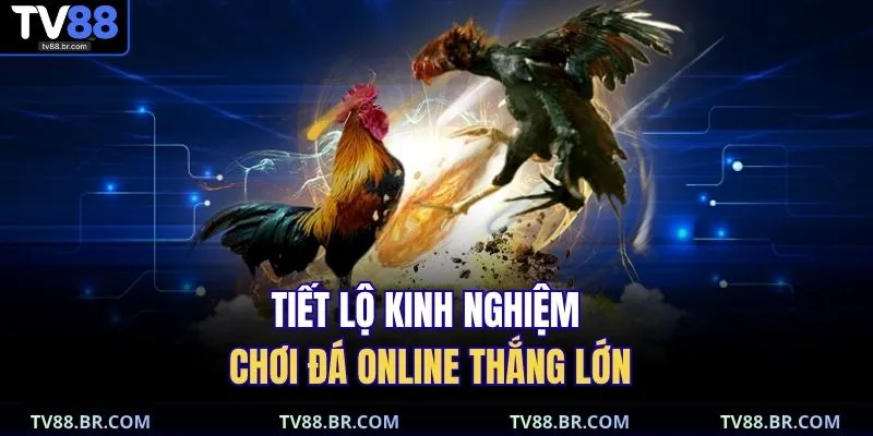 Đá Gà Thomo TV88 | Tuyệt Kỹ Soi Kèo Chuẩn Xác 2025 3 Tiết lộ kinh nghiệm chơi đá online thắng lớn