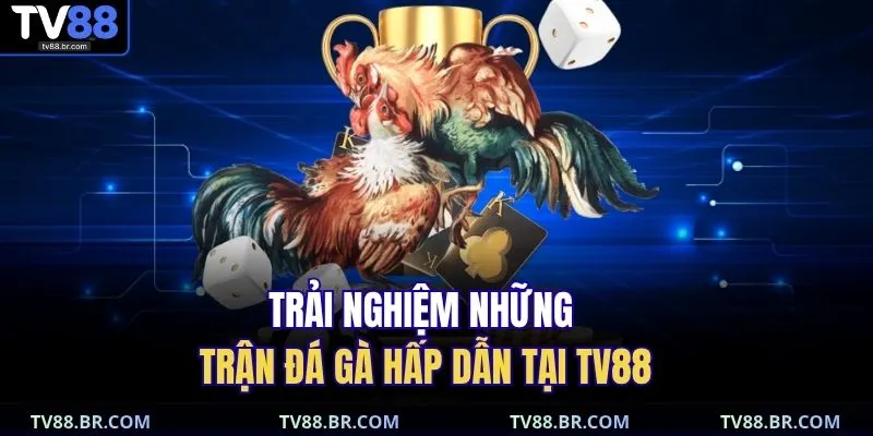 Đá gà TV88 2 Trải nghiệm những trận đá gà hấp dẫn tại TV88